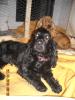 kleiner englicher Cocker Spaniel