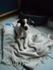 Jack Russel Welpe Rüde