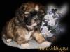 Shih-Tzu Welpen