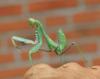 Sphodromantis viridis