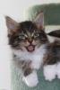 3 Maine Coon Kater suchen SIE (ab Ende Nov. 10)