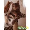 total verschmusste Maine coon Dame