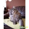 total verschmusster Maine Coon kater 