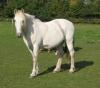 Andalusier/ Carmaque Mix zu verkaufen
