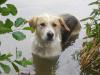 Großes,  treudoofes Trennungs-Hundekind (5J) sucht liebevolles neues Zuhause!