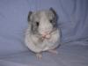 Süße Chinchilla Babys suchen neues Zuhause