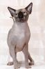 Deckkater Kanadische Sphynx