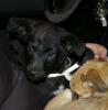 ronja sucht.................