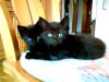 Main Coon Mix Kitten abzugeben!