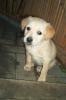 goldige Hundewelpen