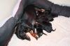 Zwergpinscher Welpen m.Papieren