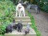Irish Wolfhound von Schloß Burg hat vielversprechende Welpen aus Spitzenverpaaru