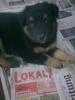 Australian-Shepherd-mix Welpen