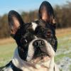 COCOLINA - verschmust und anhänglich - Französische Bulldogge - 10 Jahre 4 Monat
