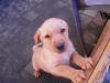 Labradorwelpe,  blond,  reinrassig,  9.Wochen,  Rüde