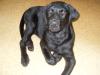 Labrador Welpen 4 1/ 2 Monate alt