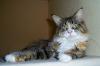 reinrassige Maine Coon mit Papieren - dringend- in gute Hände