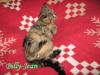 wunderschöne BKH whiskas kitten