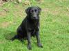 Freundliche Labradorhündin schwarz,  3 Jahre sucht neues liebes Zuhause !!