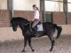 Biete Reitbeteiligung an Freizeitpferd in Alsdorf 