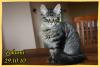 **Maine Coon Kobolde m.Papieren suchen genau Dich**
