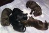 Flat Coated Retriever Welpen in dark-liver und schwarz