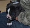 Französische Bulldogge,  Züchter in Brandenburg /  Cottbus hat noch Welpen frei