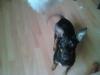 Suche dringend ein neues zuhause