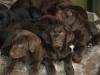 Labradorwelpen braun /  schwarz /  blond