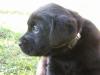 SCHWARZE LABRADOR WELPEN +REINRASSIG+ 
