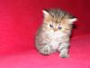 Reinrassige Perser Golden Shaded/ Tabby Babys