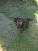 Kinderlieber Dackel-Terrier- Mischling,  11 Monate alt