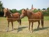 2 Shetlandponys zu verkaufen