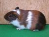 Cuys, Cuy, Cuyes, Riesenmeerschweinchen