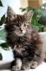 Maine Coon /  Amerikanische Waldkatzen