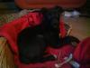 Bodercolli Schäferhundmix Welpen Mädchen sucht liebevolles neues Zuhause,  ab sof