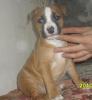 Staffordshire Terrier ,  noch 3 kleine abzugeben