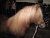 Pony Hengst mit Papiere