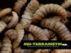 Phoenix Worms /  Hermetia illucens