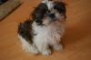 SHIH TZU  hündin /  Welpe