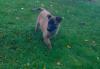 2 weib. Malinois-Welpen/  Belgischer Schäferhund 