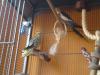 Handzahmes Nymphensittich-Pärchen sucht neues Zuhause!!!