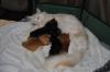 typvolle Maine Coon Kitten zu vergeben
