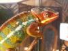 Pantherchamäleon Furcifer pardalis ambilobe,  männlich