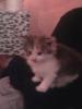 Süße Main Coon Kitten preiswert abzugeben....