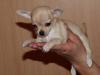 Teacup Chihuahua