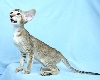 Reinrassiges Orientalisch Kurzhaar Kitten mit Papiere
