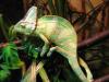 1.0 Chamaeleo Calyptratus DNZ 04/  08 bei Bedarf mit Terrarium  und/ oder Beleucht