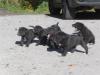 knuffige Labrador/ Schäferhund-Mischlinge