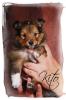 1 Sheltiewelpe    Papiere VDH /  CfbrH  
